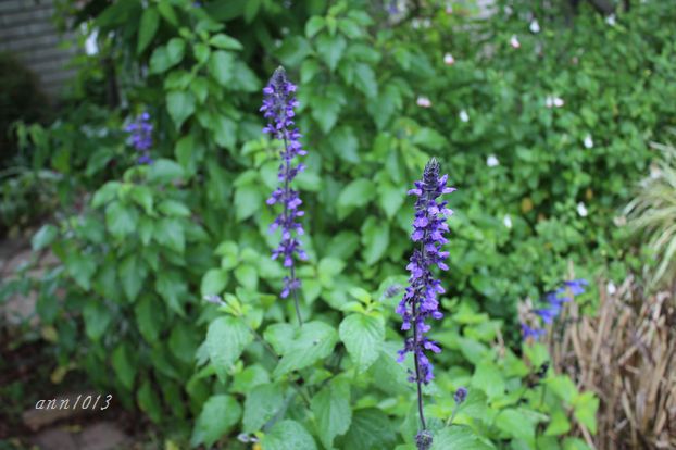 e0232963_20233123.jpg