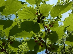 e0155085_187888.jpg