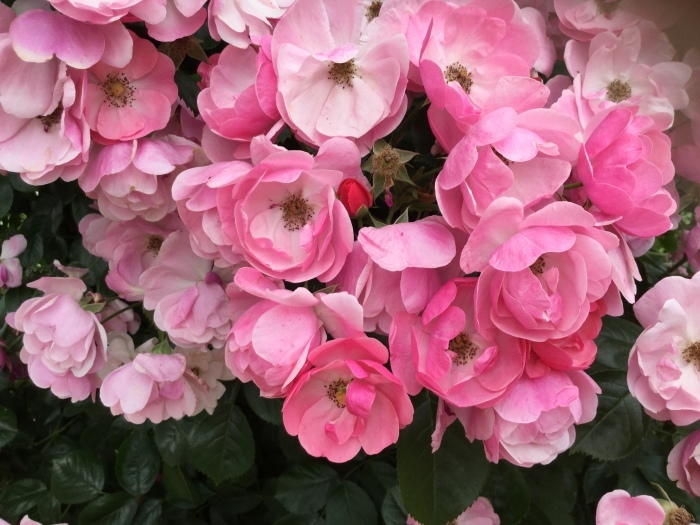 f0268294_14201208.jpeg