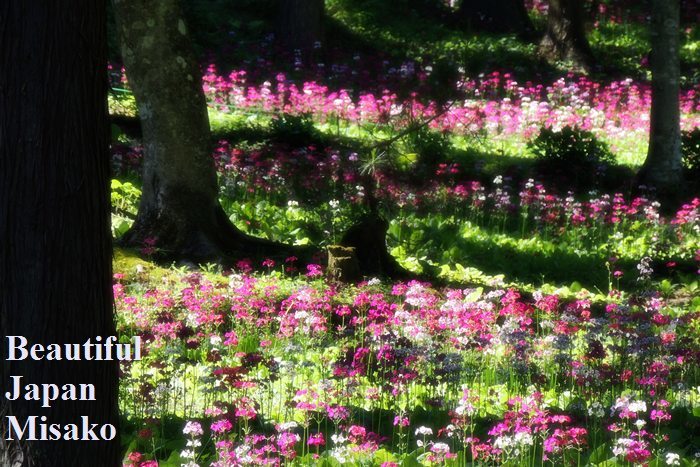 ふふっ♡　森の小人のような花～．｡･：*：･ﾟ`☆､｡　 - Beautiful Japan 絵空事