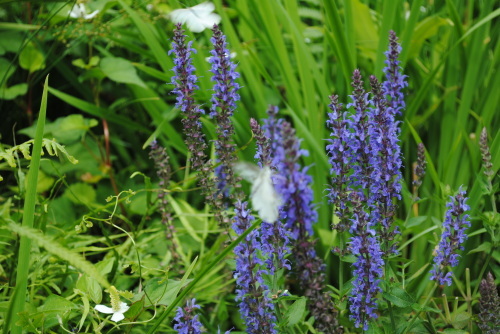 f0128316_10220703.jpg