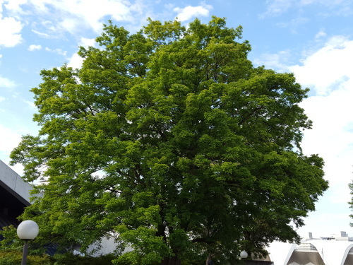 e0016828_10403463.jpg
