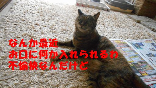 e0142430_12314475.jpg
