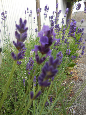 e0097534_16175797.jpg