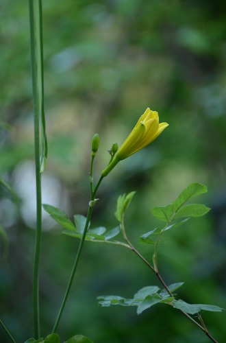 c0186463_026395.jpg