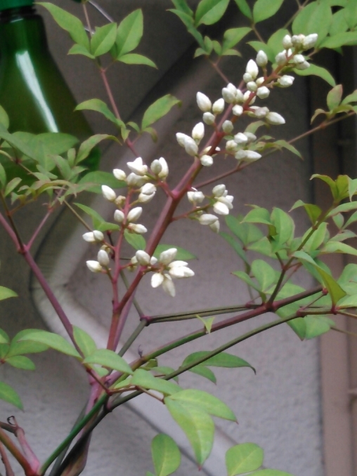 c0162773_10465811.jpg