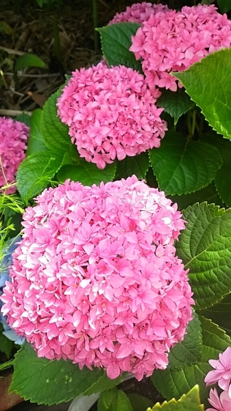 f0152875_08335014.jpg