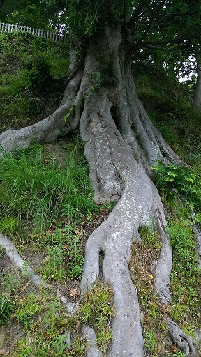 e0020682_20533943.jpg