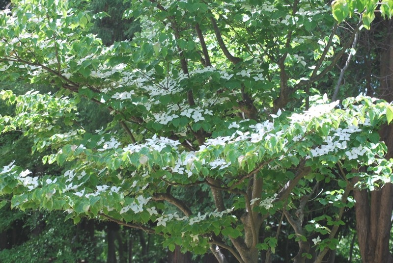 e0025300_167173.jpg