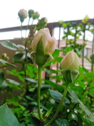 e0339200_07313674.jpg