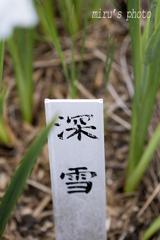 c0037519_0235620.jpg