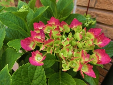 c0204121_918320.jpg