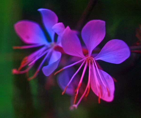 c0104227_20424249.jpg