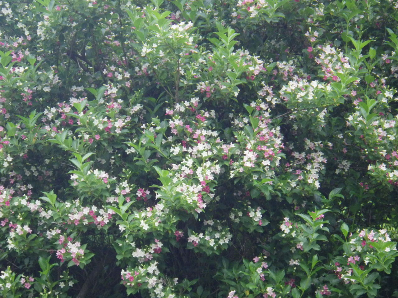 c0300035_12115481.jpg