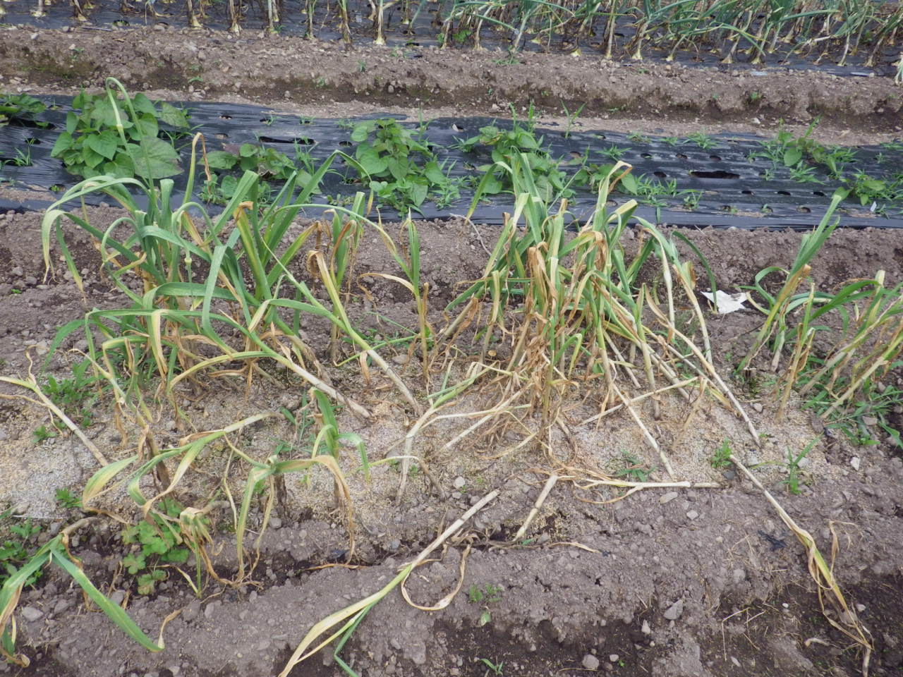 c0300035_13153488.jpg