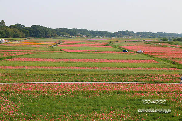 c0080036_125222.jpg