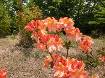 f0019247_10392398.jpg