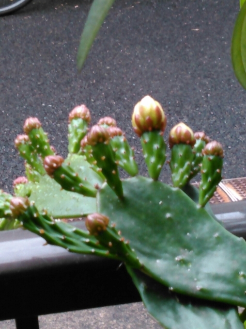 c0162773_15050182.jpg