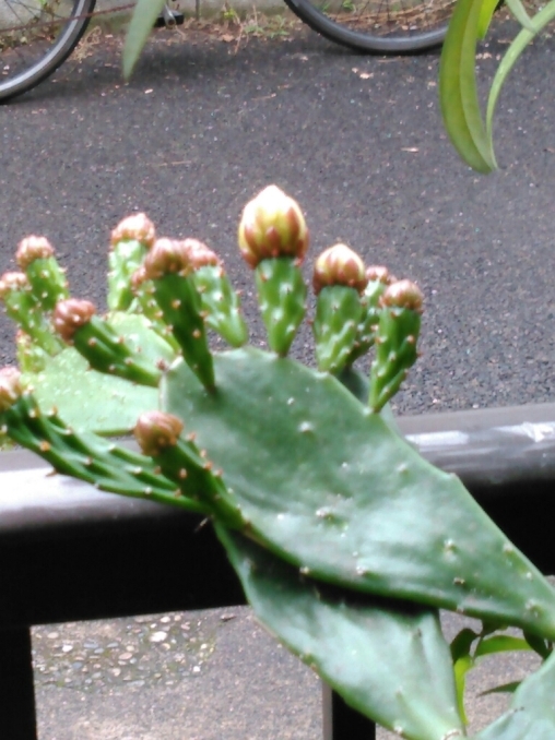 c0162773_15050517.jpg