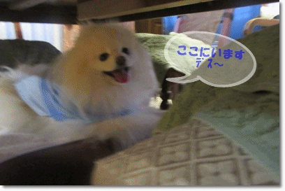b0167519_15312973.gif