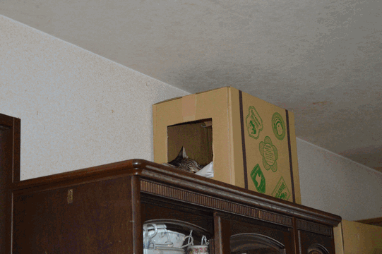 c0136736_20234944.gif