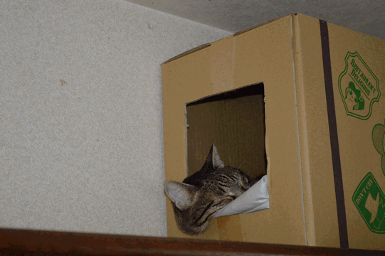 c0136736_20235684.gif