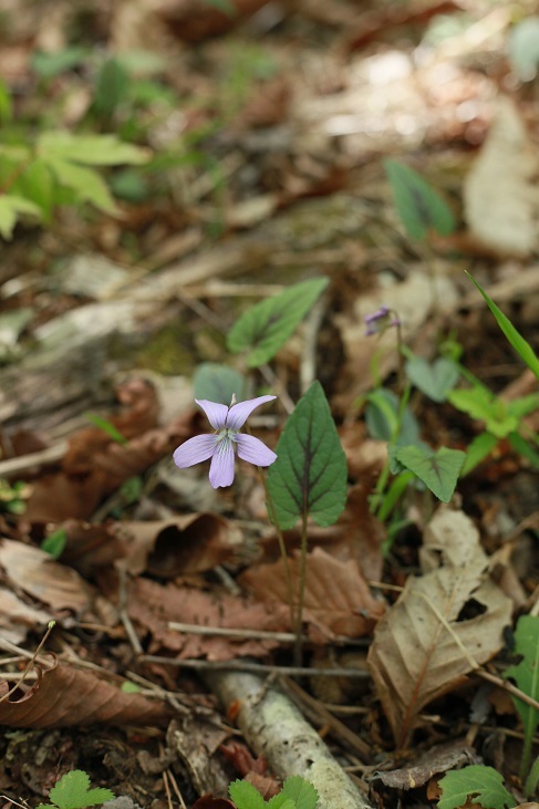 e0304170_19135142.jpg