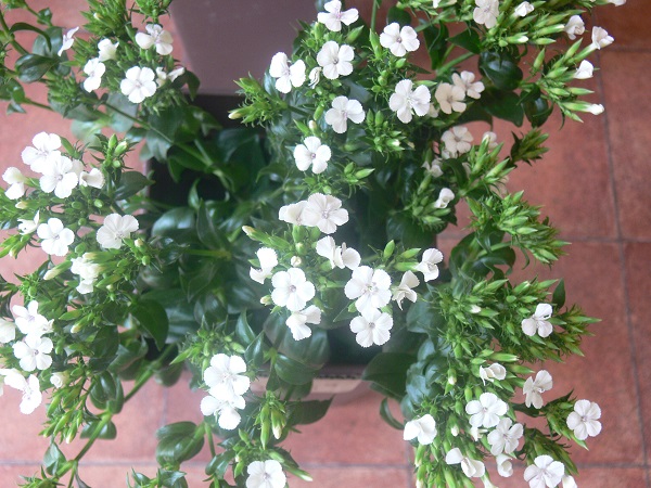 e0140986_11125771.jpg