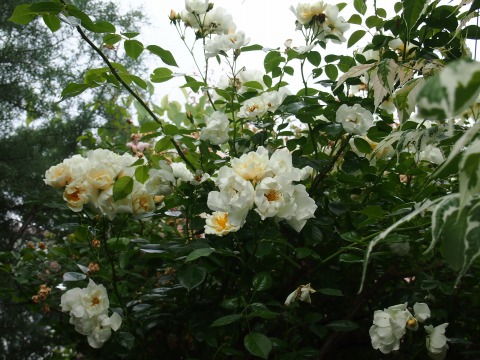 c0117007_2230733.jpg