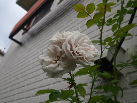c0117007_2234968.jpg