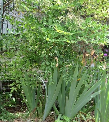 c0013922_12581474.jpg