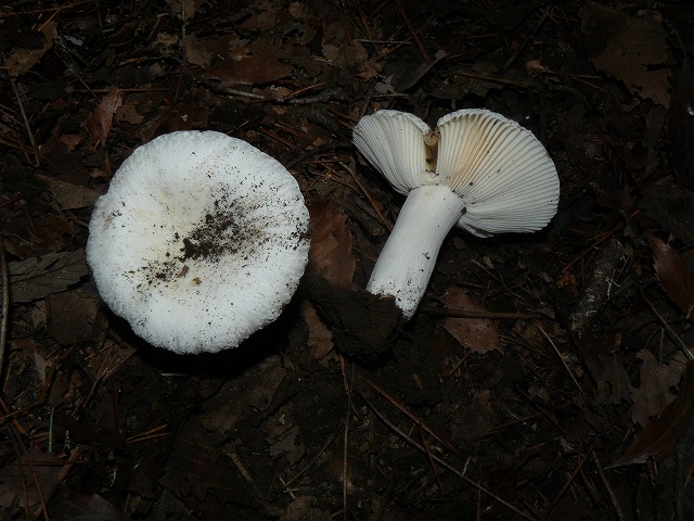 d0019074_5133263.jpg