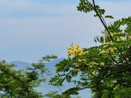 e0264374_14594819.jpg