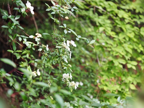 e0264374_15001176.jpg