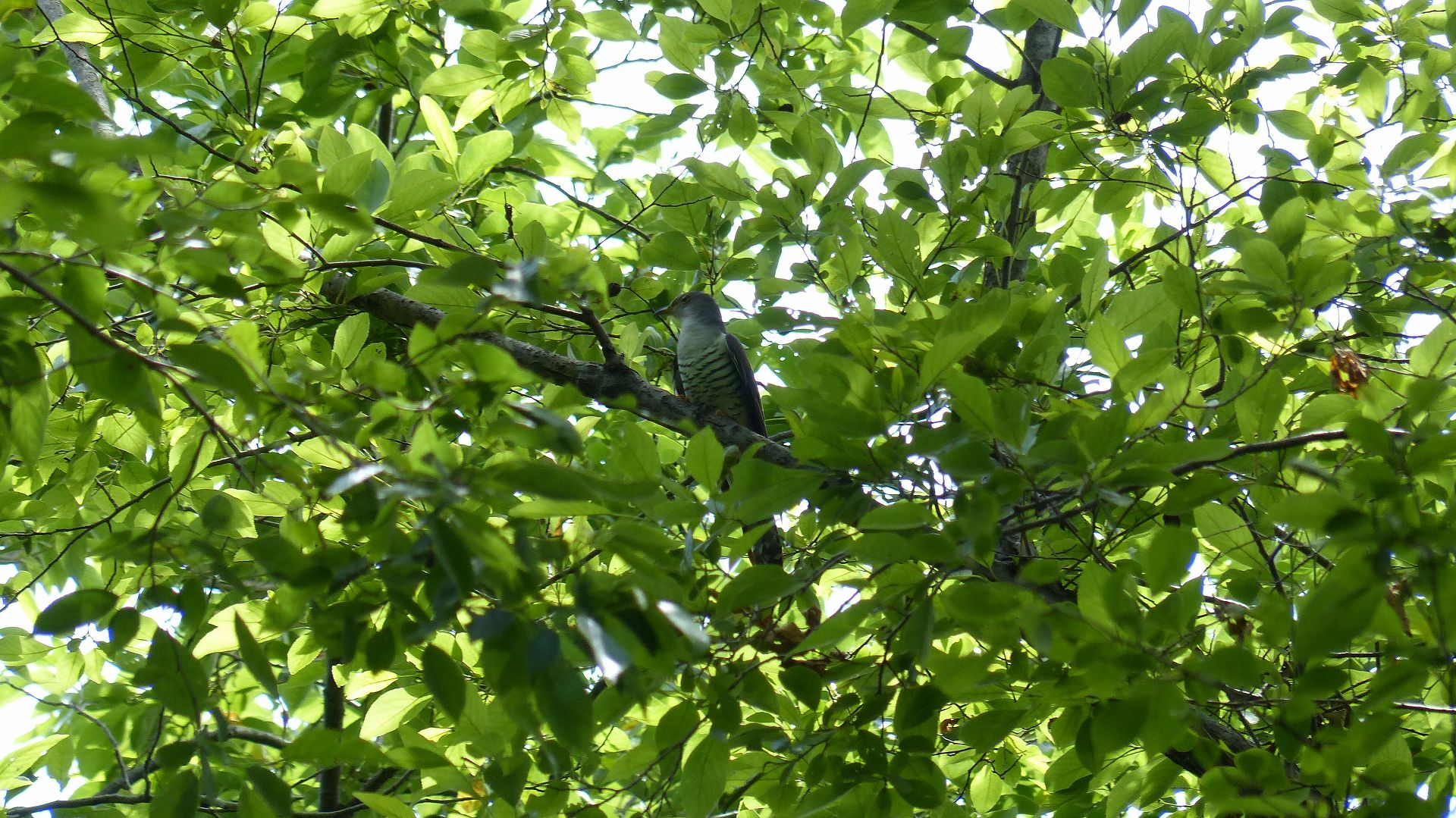 a0185081_10311239.jpg