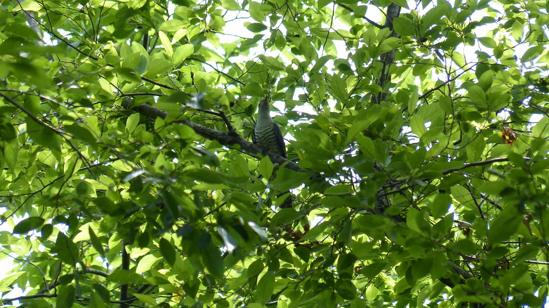 a0185081_1031264.jpg