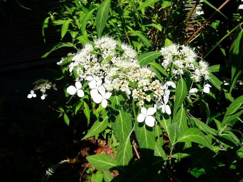 f0182513_17373160.jpg