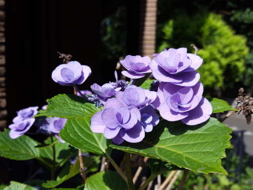e0016828_11072591.jpg