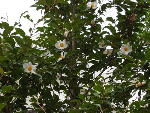 e0016828_11081057.jpg