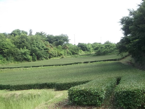 b0137932_16352088.jpg