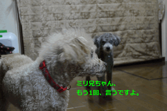 c0136736_12552261.gif