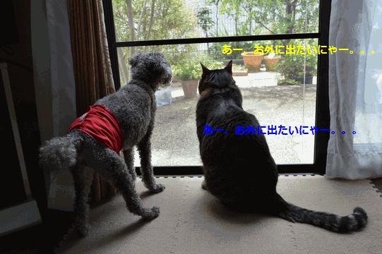c0136736_12554459.gif