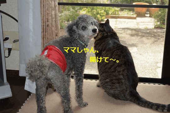 c0136736_12555697.gif