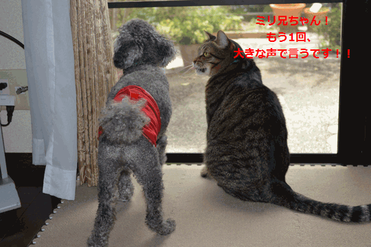 c0136736_1256991.gif