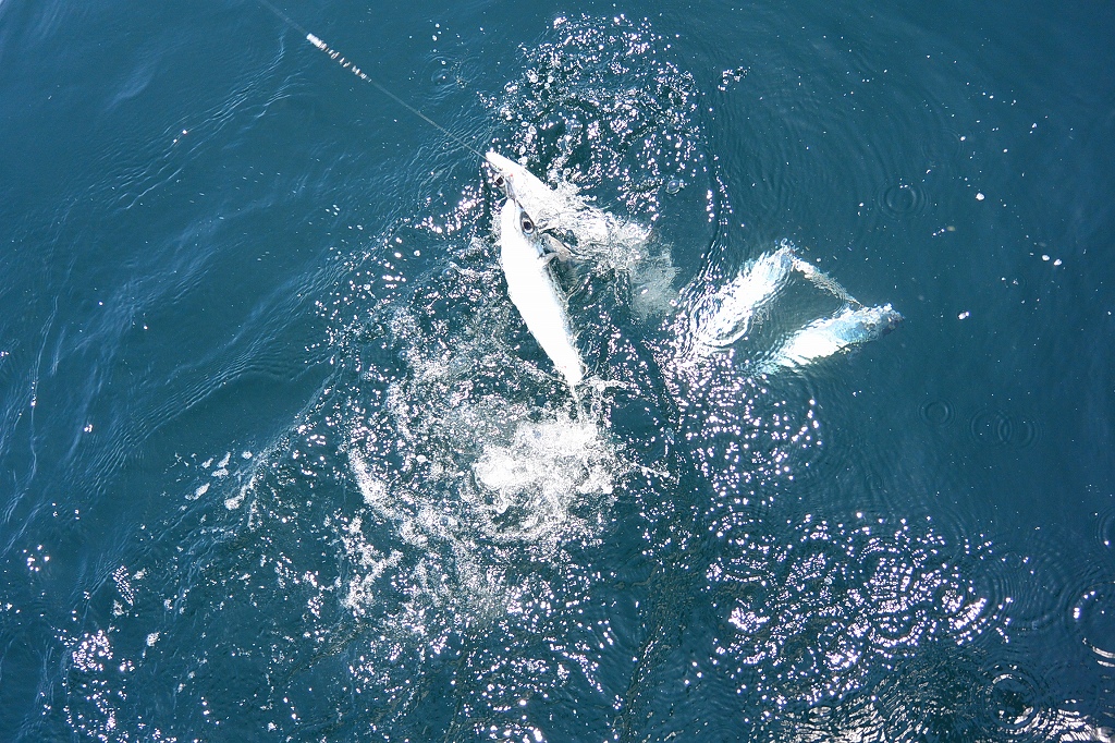 a0248152_1717147.jpg