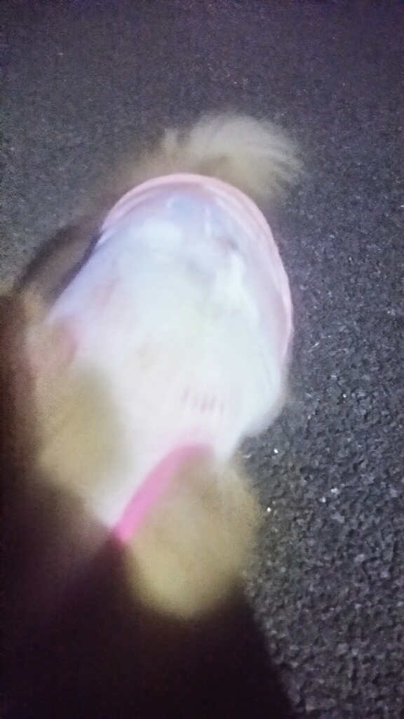 d0177473_06413781.jpg