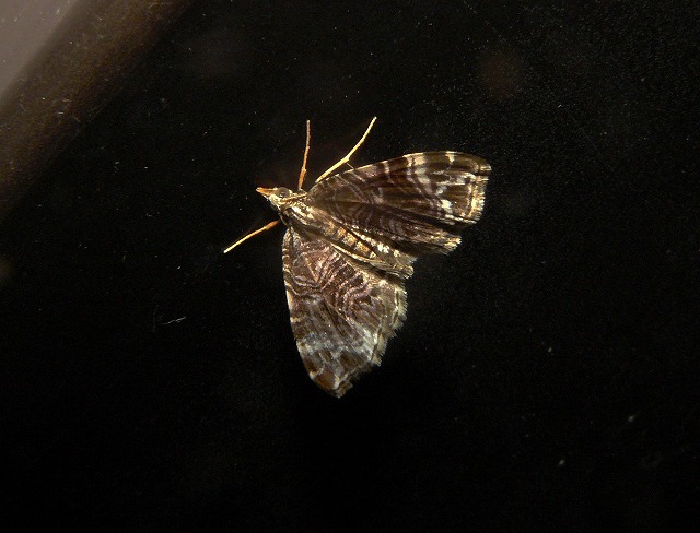 d0019074_17142155.jpg