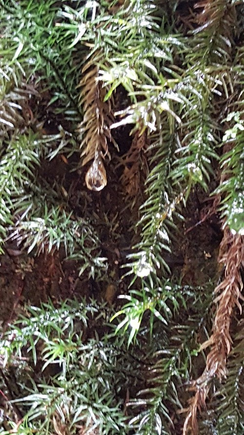 c0007194_3452971.jpg