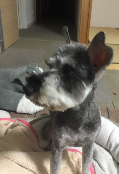b0188998_13165711.jpeg