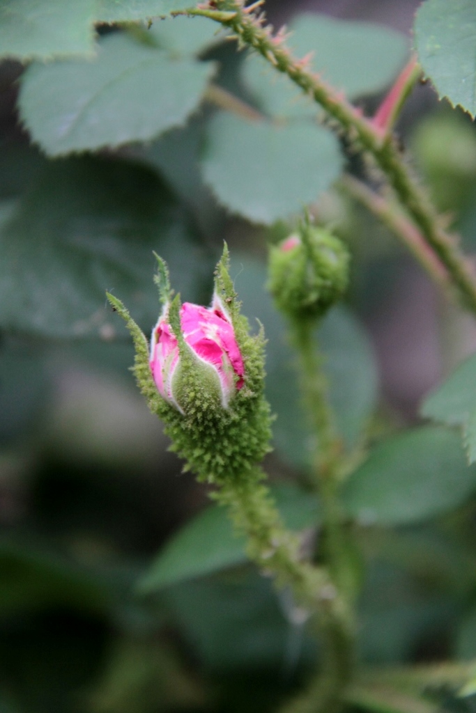 d0166303_091624.jpg